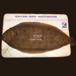 VMO Match Measure Sticker -Fishing Lures Shop measure sticker sole